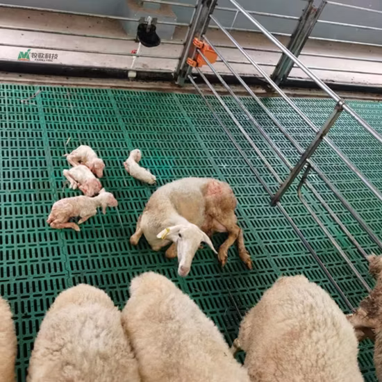 Wholesale PP Polypropylene Plastic Slatted Slat Floor for Pig Farms