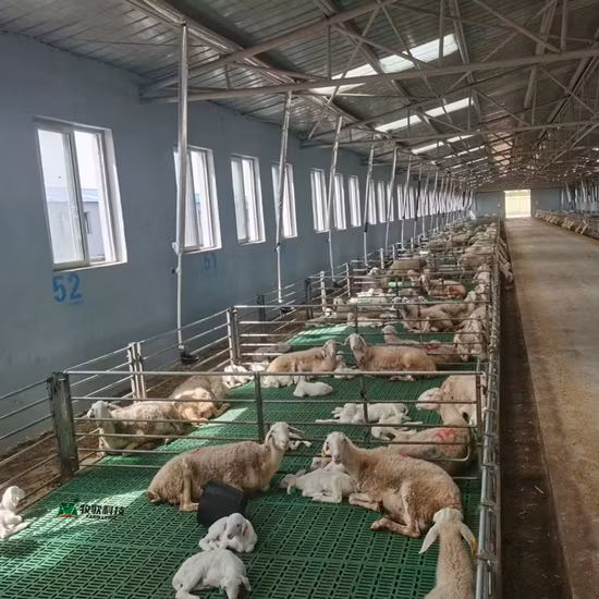 Großhandel mit Lattenrosten aus PP-Polypropylen-Kunststoff für Schweinefarmen